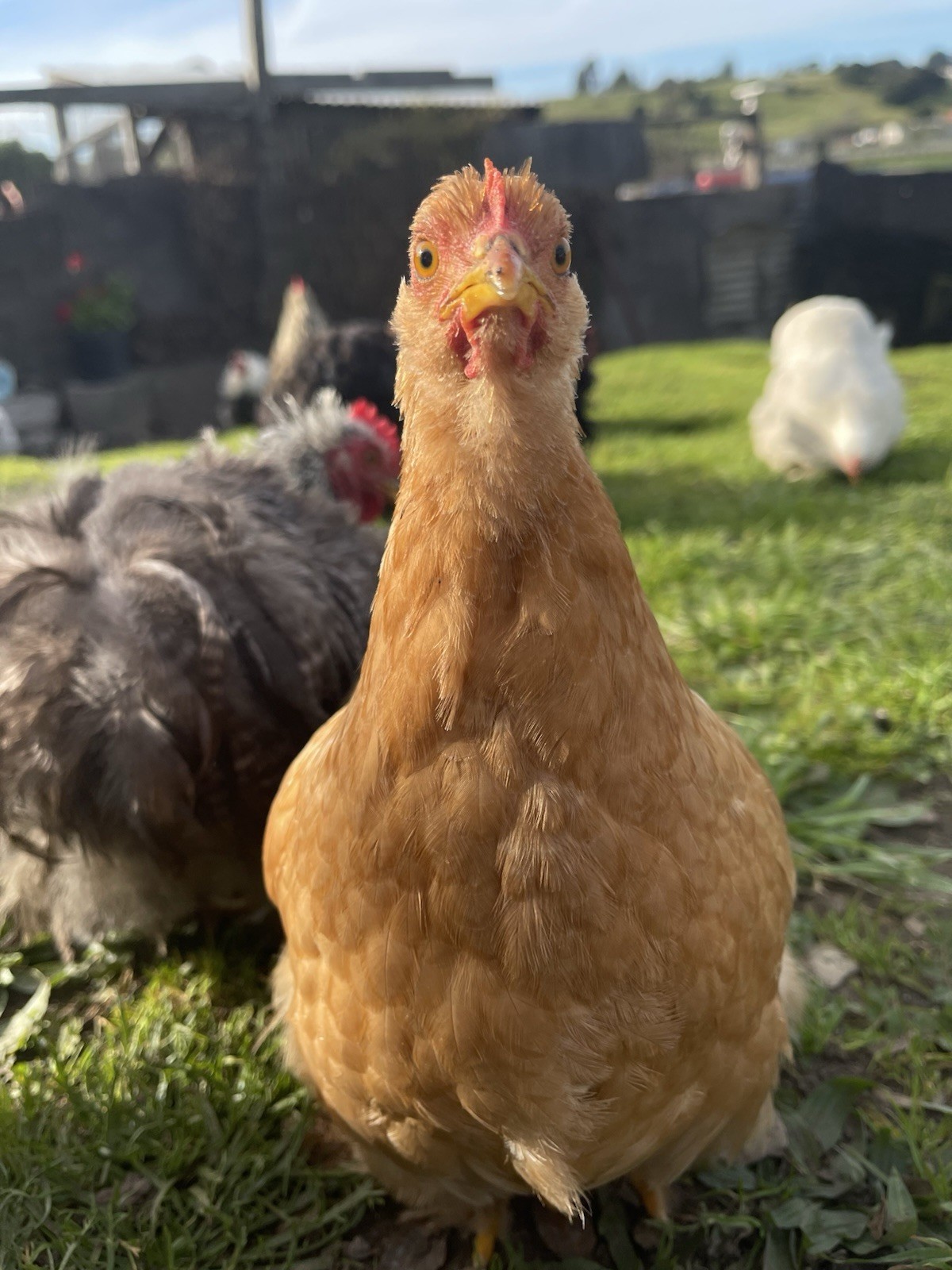 Bantam Cochin Hatching Eggs