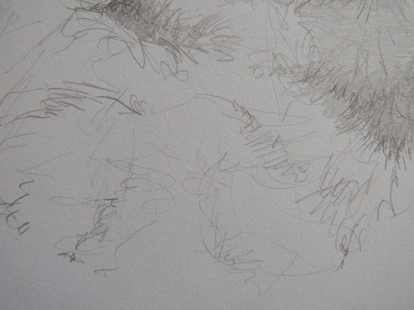 Pencil drawing cat curled sleeping