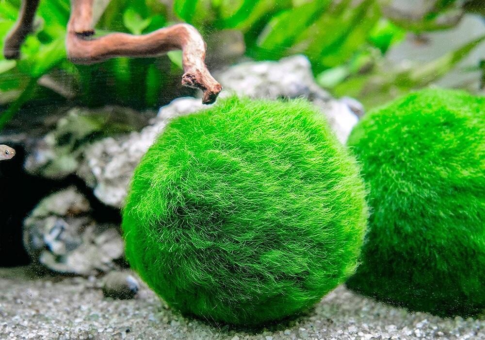 1" inch Marimo Moss Ball (Cladophora Live Aquarium Plant) Fish Tank plant