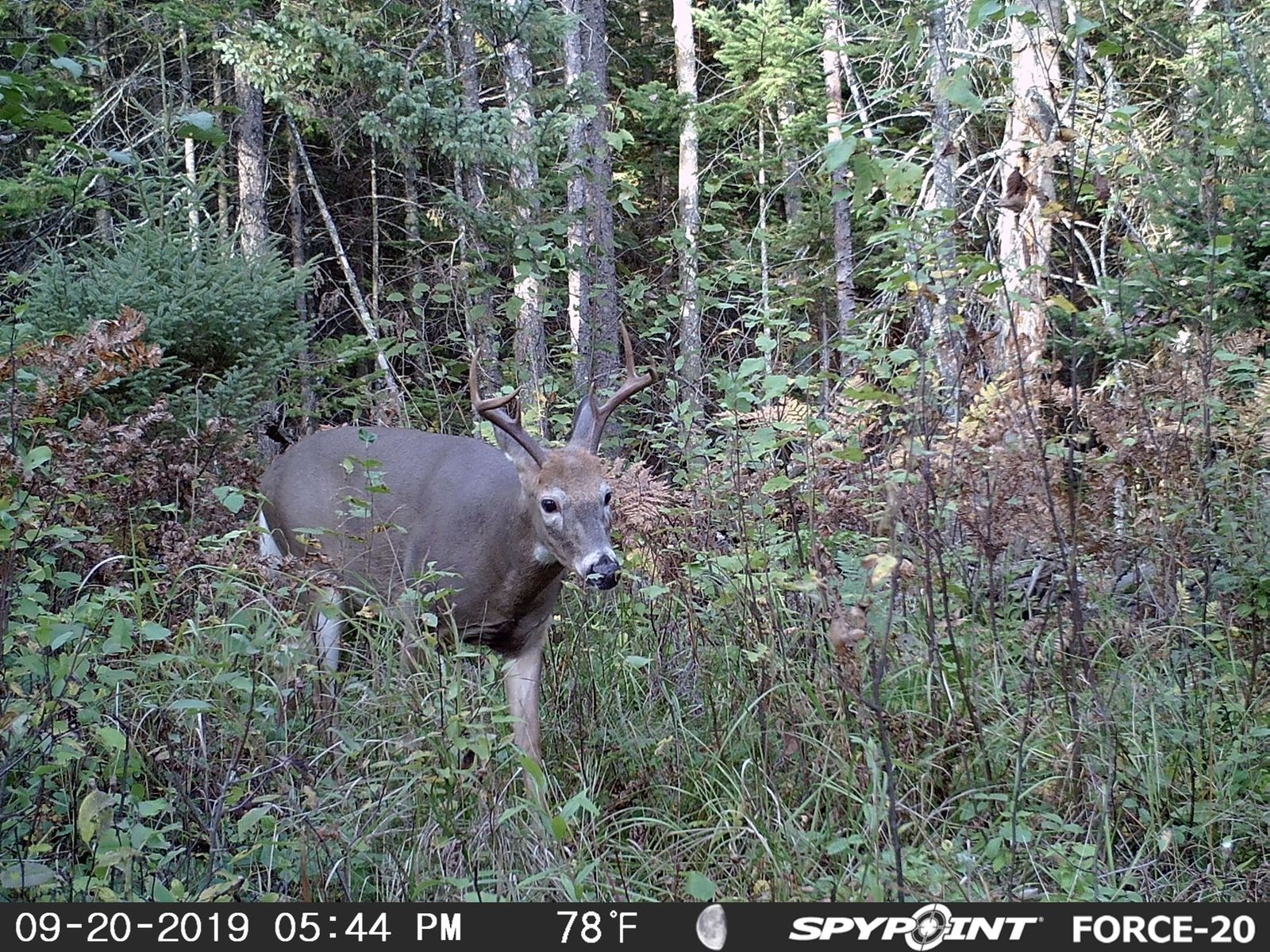 SPYPOINT FORCE-20 HD Trail Camera 20MP Infrared Hunting Game Camera