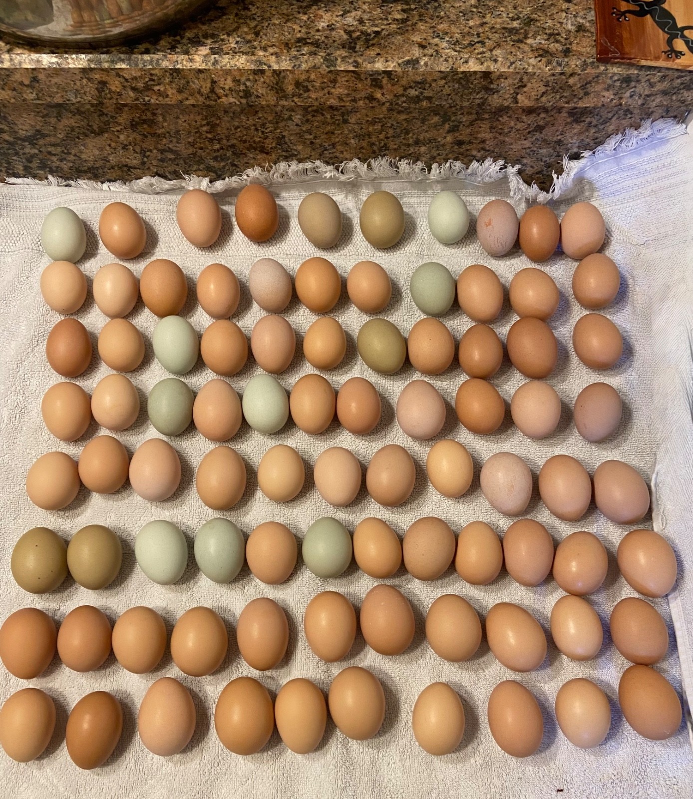 Chicken Hatching Eggs, (20) , Mixed Barnyard Flock, Wyandotte, Easter E etc.
