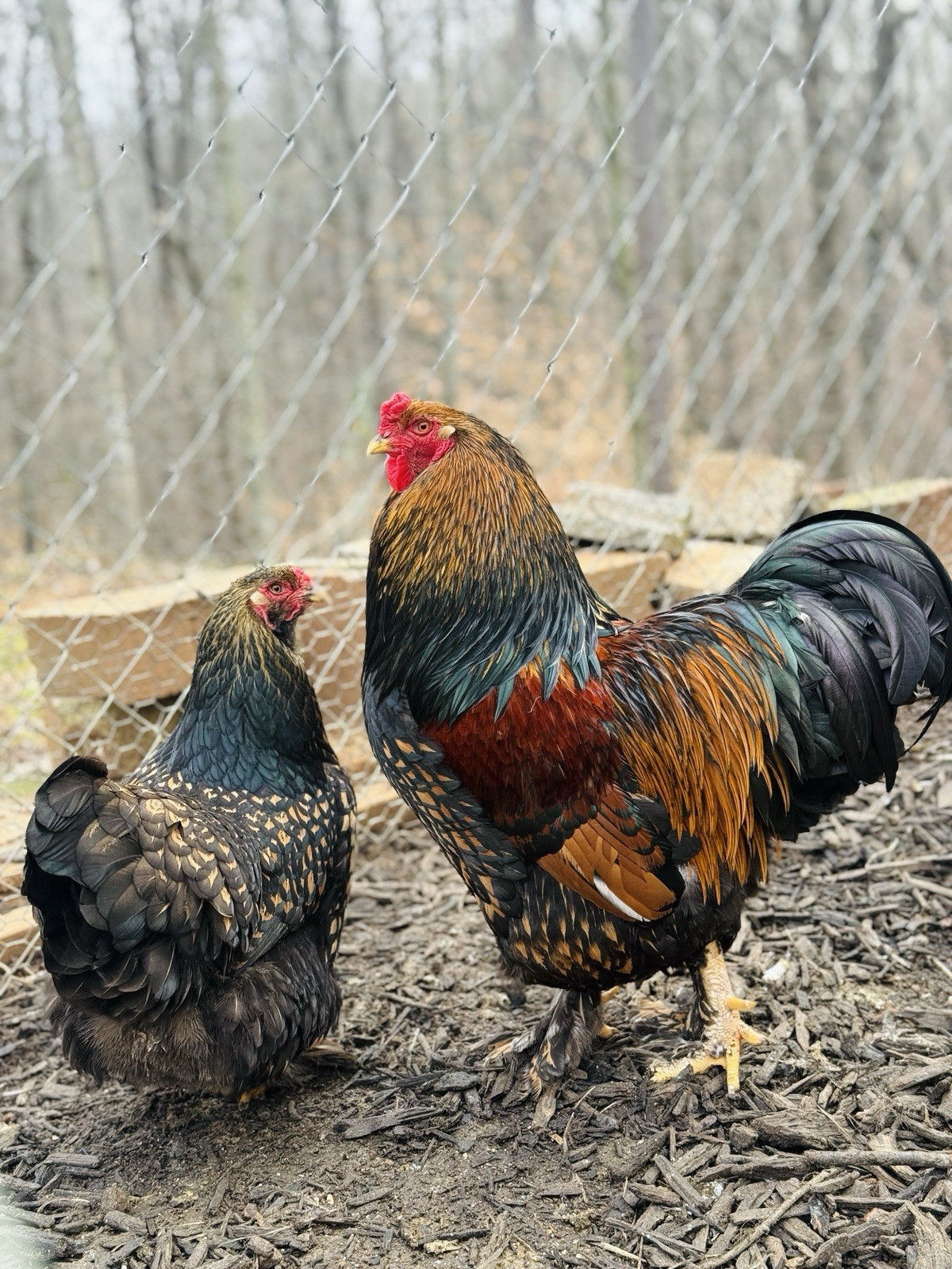 12++ Gold Laced Brahma Hatching Eggs