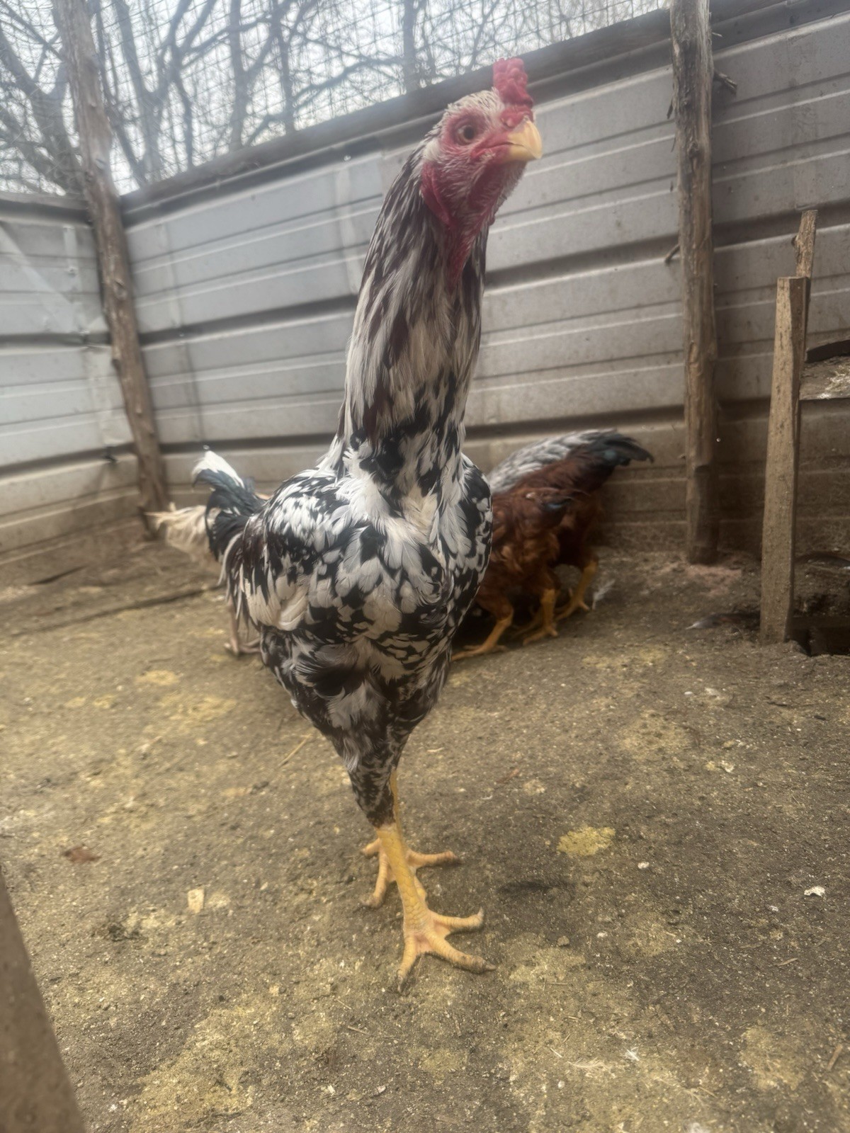 12 Hatching Eggs Giant Chicks Hybrid - Indio Gigante Dual Purpose Egg Layers