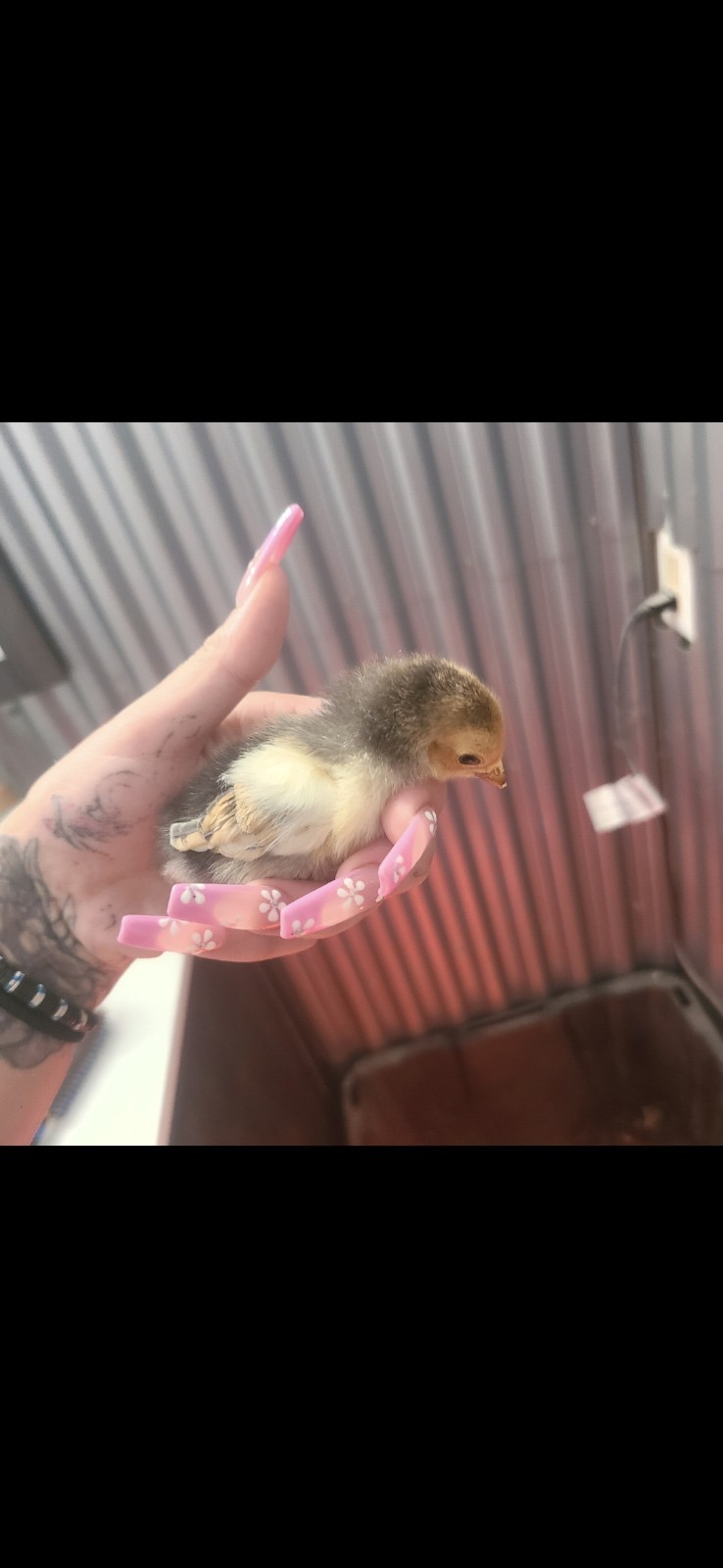 Fertile Bantam Mystery Hatch 18 eggs