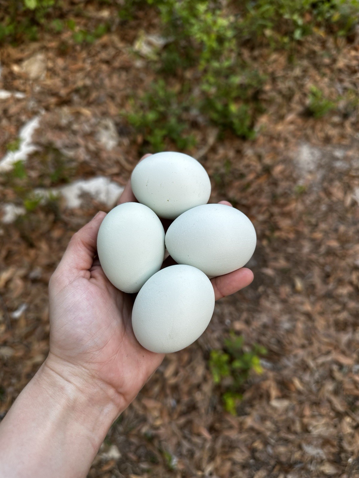 10+ Crested Cream & Opal Legbar Hatching Eggs