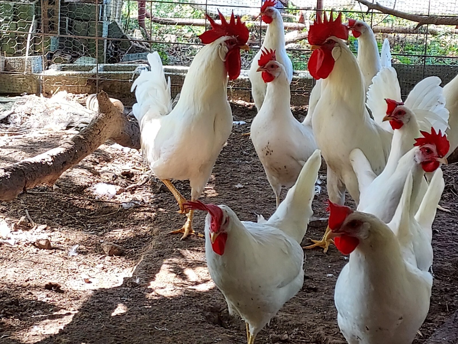 8 Purebred White Leghorn Chicken Fertile Hatching Eggs