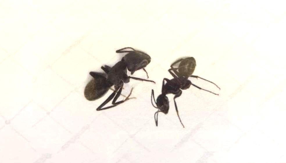 10- "Did I ever show you a picture of My 2 Dead Ants©"? Cards! (FRONT & BACK)
