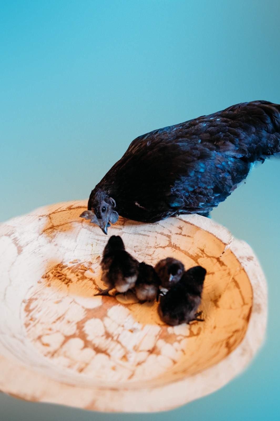 5 + 1 FREE Ayam Cemani Chicken Hatching Eggs | Happy Hatching!