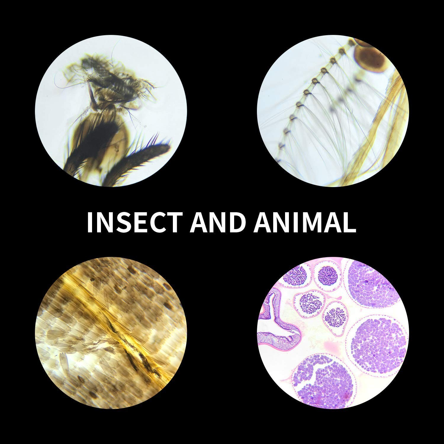 100 Microscope Slides with Frosted Edges - Perfect for Kids’ Science Experience