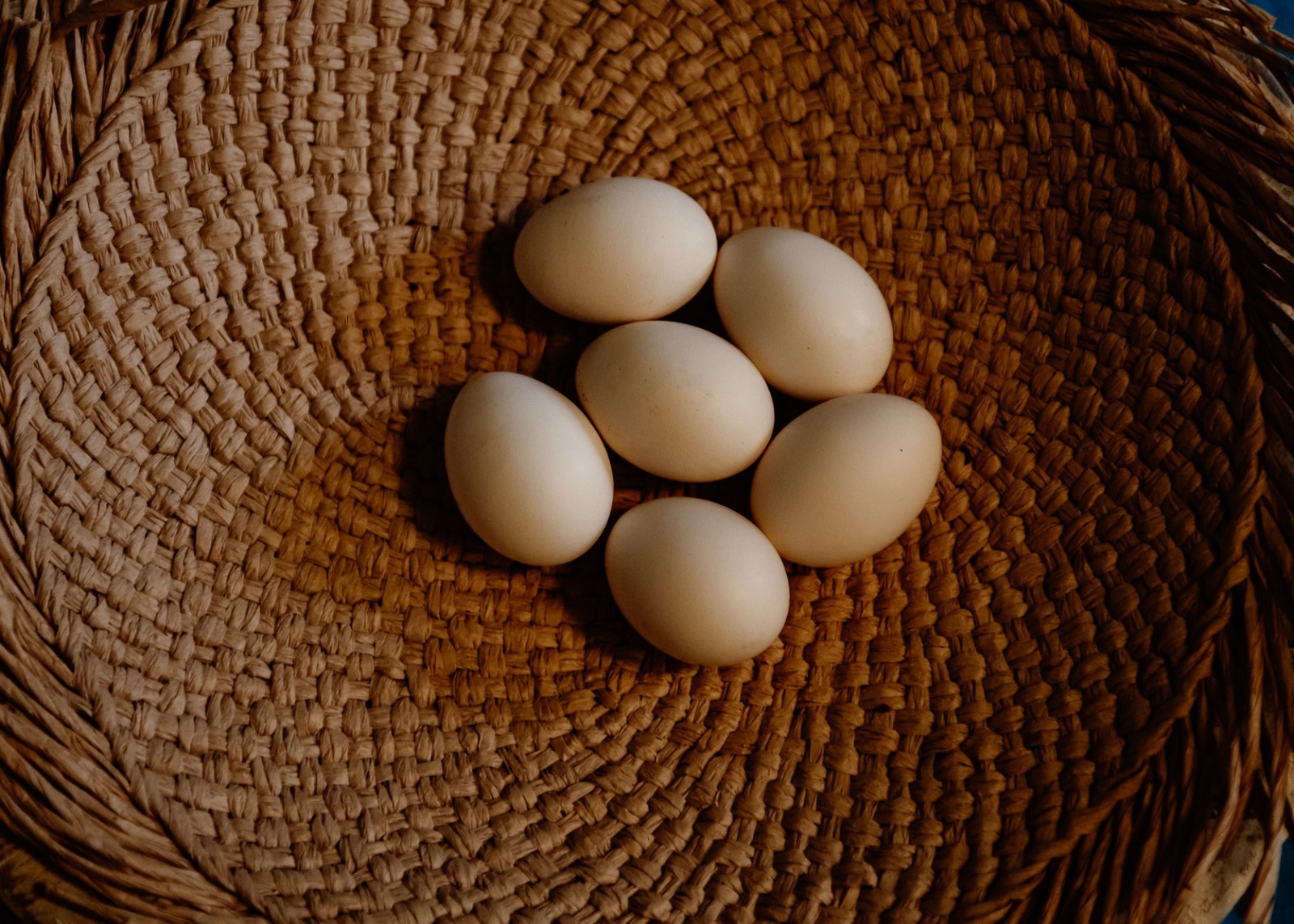 5 + 1 FREE Ayam Cemani Chicken Hatching Eggs | Happy Hatching!