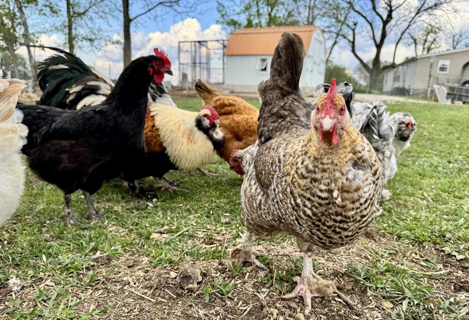 12+ Chicken Hatching Eggs Ameraucana, Easter/Olive Egger, Faverolles, Marans