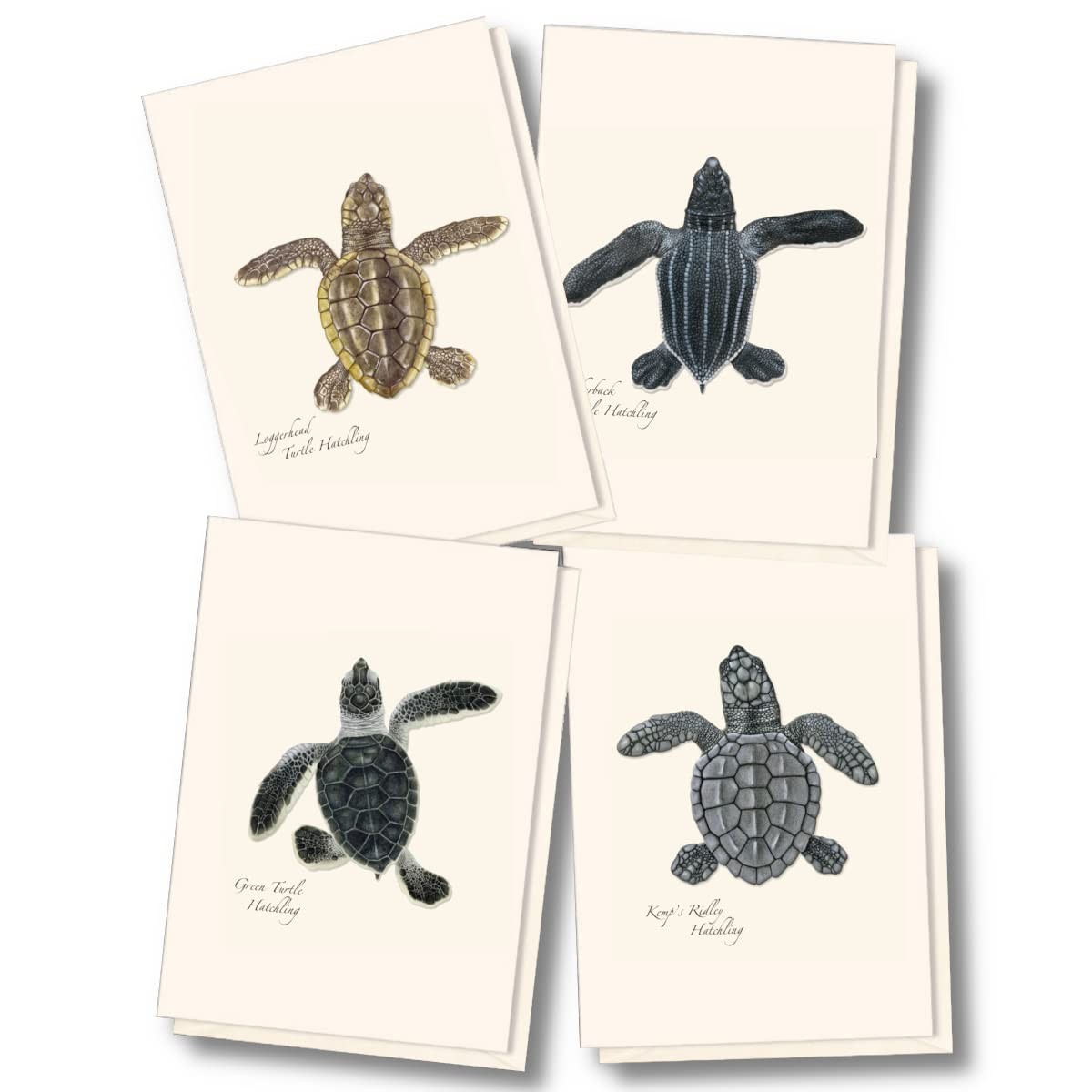 Earth Sky + Water - Sea Turtle Hatchling Assortment Notecard Set - 8 Blank
