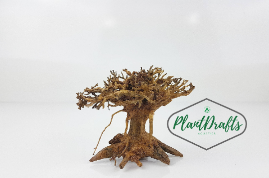 SPECIAL DISCOUNT! Nano Aquarium Driftwood Bonsai Tree "TREE" Aquascape planted