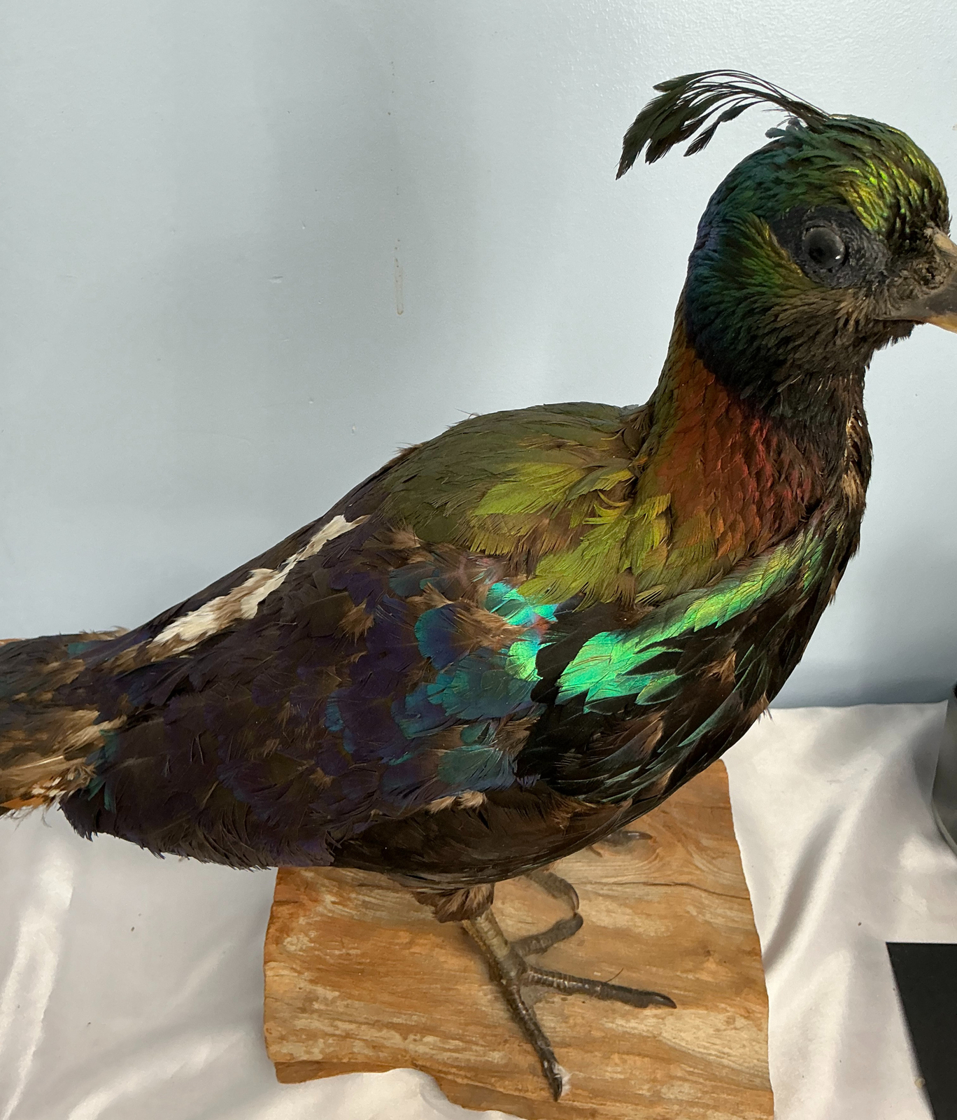 Monal Impeyan Pheasant feathers