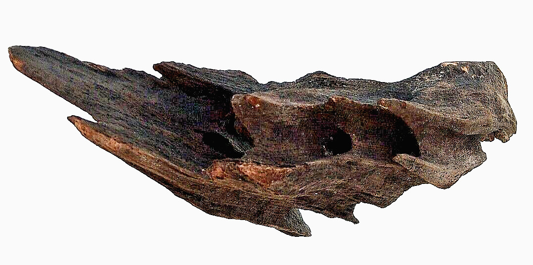 Ancient Cypress Subfossil Wood 8''X14'' Solid Heavy Driftwood Natural Art