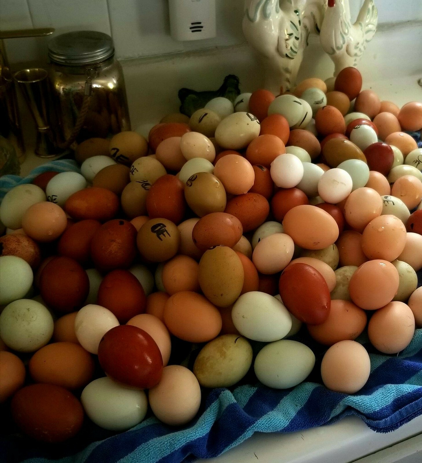 12 Fertile Hatching Eggs - Assorted Barnyard mix. MARANS POSSIBLE *RARE BREEDS*