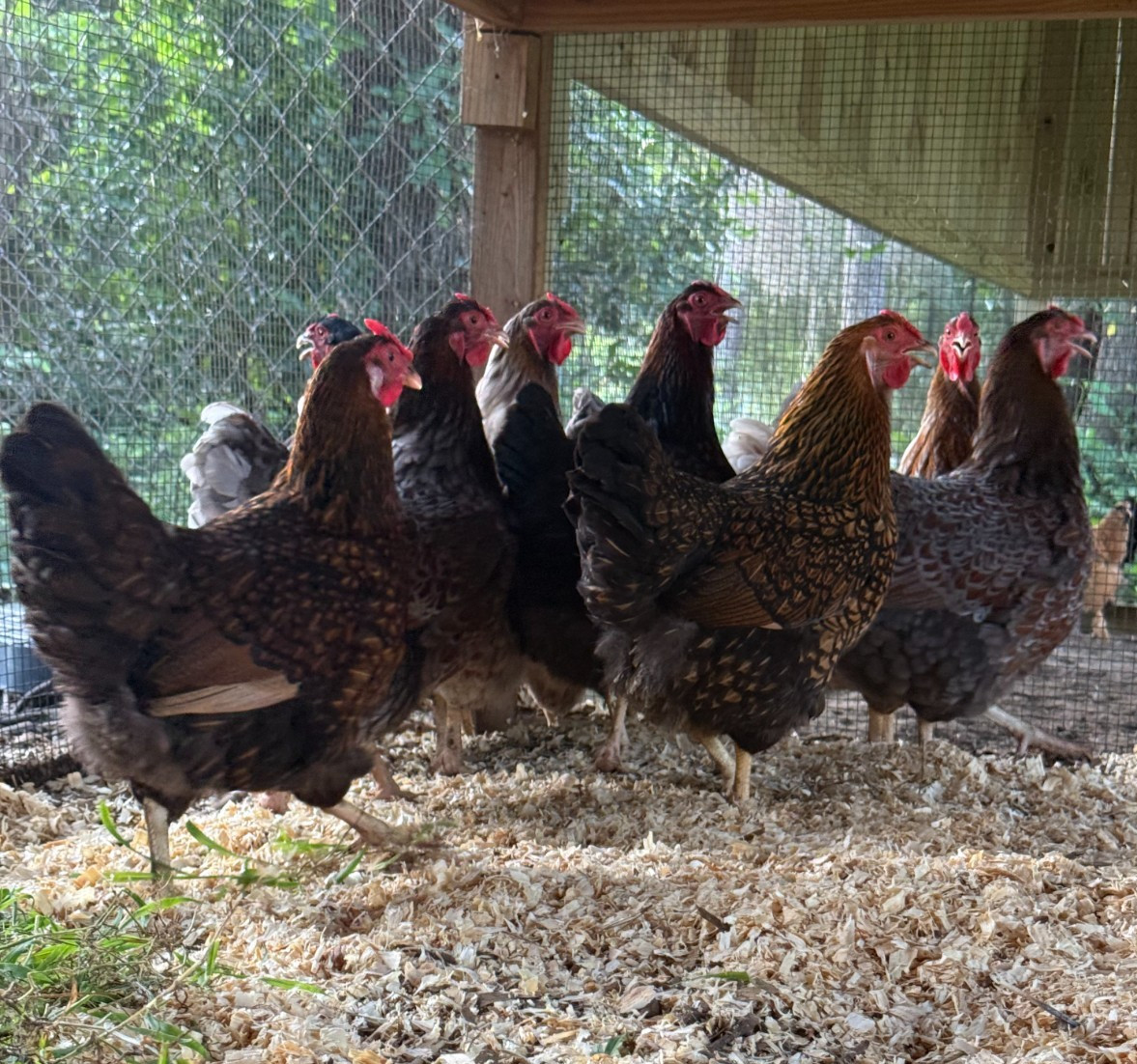 Golden & Purple Laced Wyandotte Hatching Eggs 1 Dozen Foam Shipper Corn Soy Free