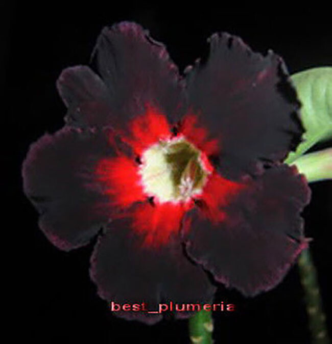 New! Adenium Obesum " Doubleblackfire "  Fresh&Viable 200 Seeds