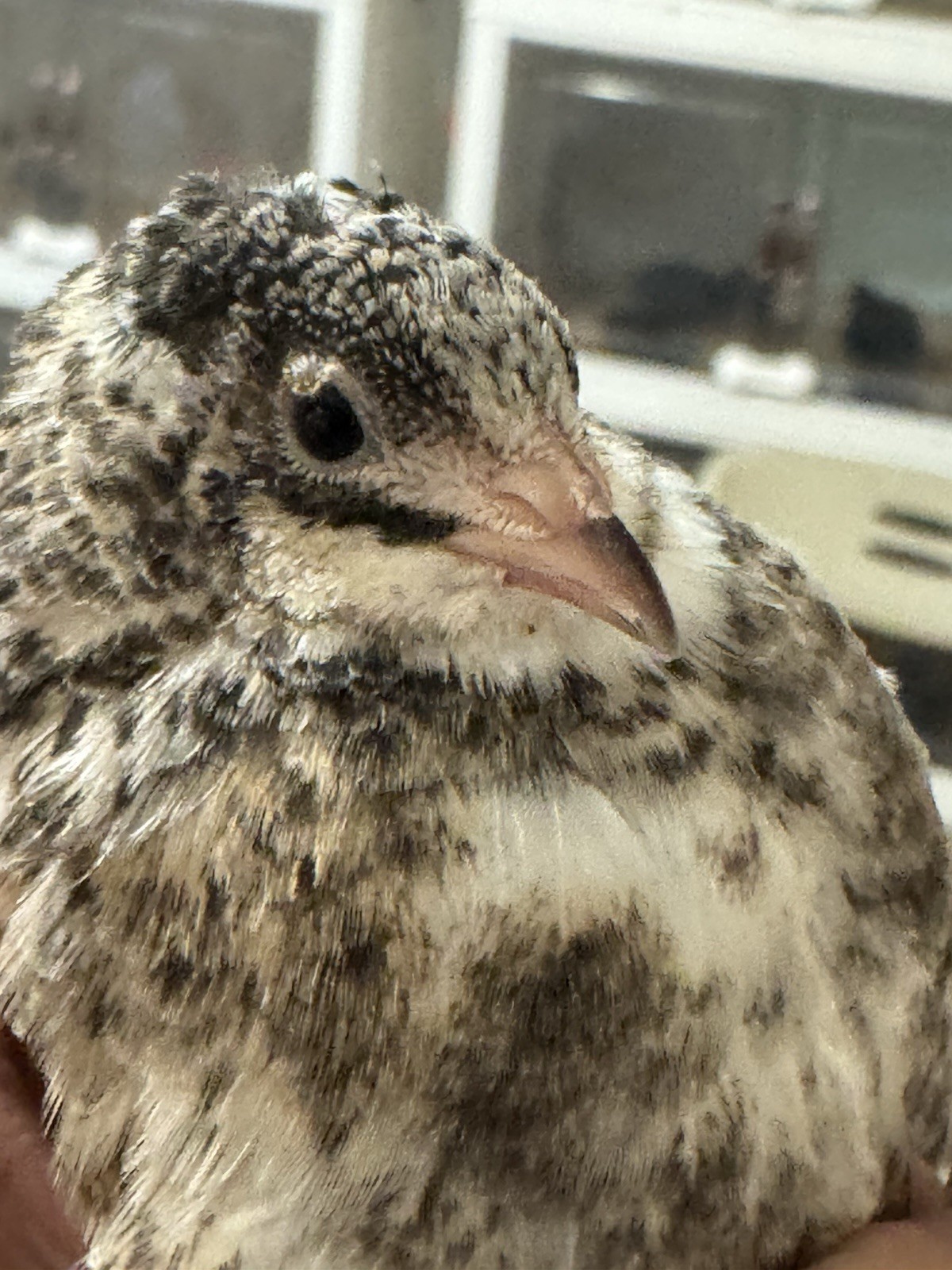 20 Button Quail Hatching Eggs Multiple Colors