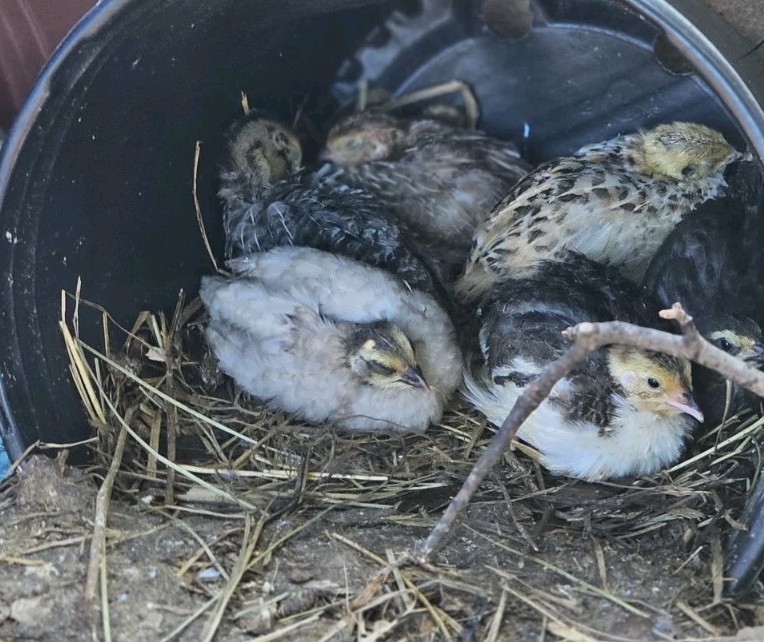 Vaux Fields Poultry Farm - 12 Assorted *Mystery* Hatching Eggs!
