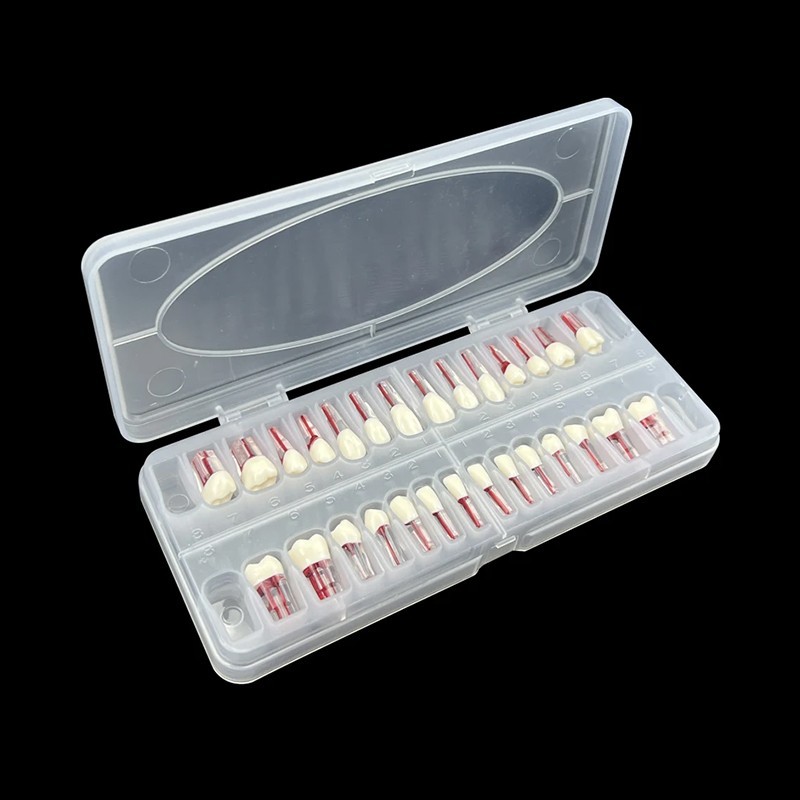 Modelo Acrilico Endodoncia Advanced Root Canal Model Teeth For Rct Practice