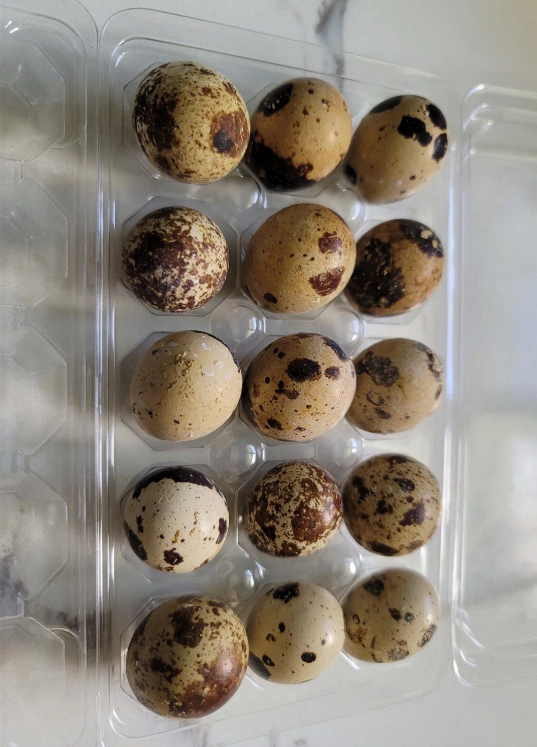 24 Fertile Coturnix Jumbo Quail Hatching Eggs