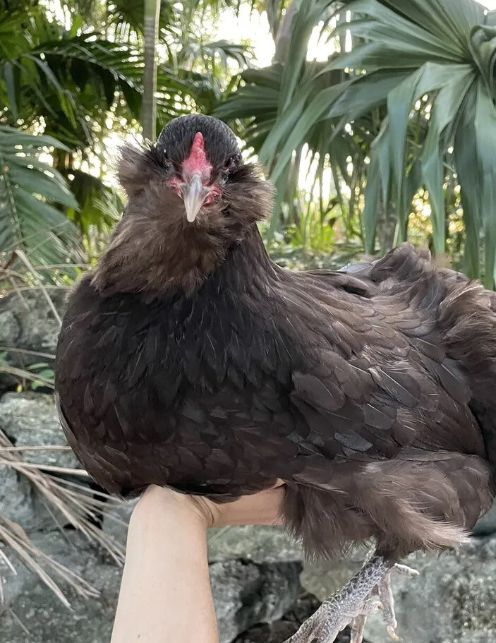 (6) Mauve and Chocolate Ameraucana Hatching Eggs - Possible Mottled Split!