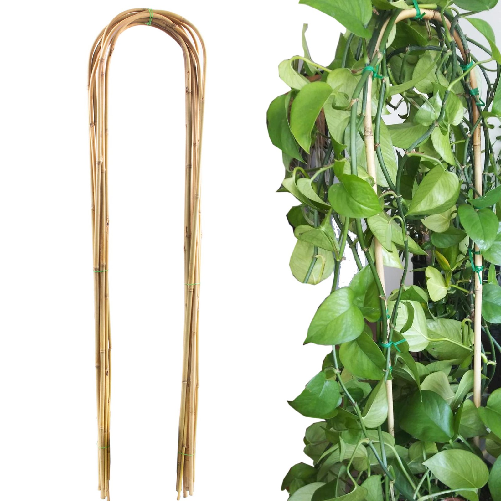 Avalution 10 Pcs Natural U-Hoops Bamboo Garden 10 PACK-48 inches, U-Hoop