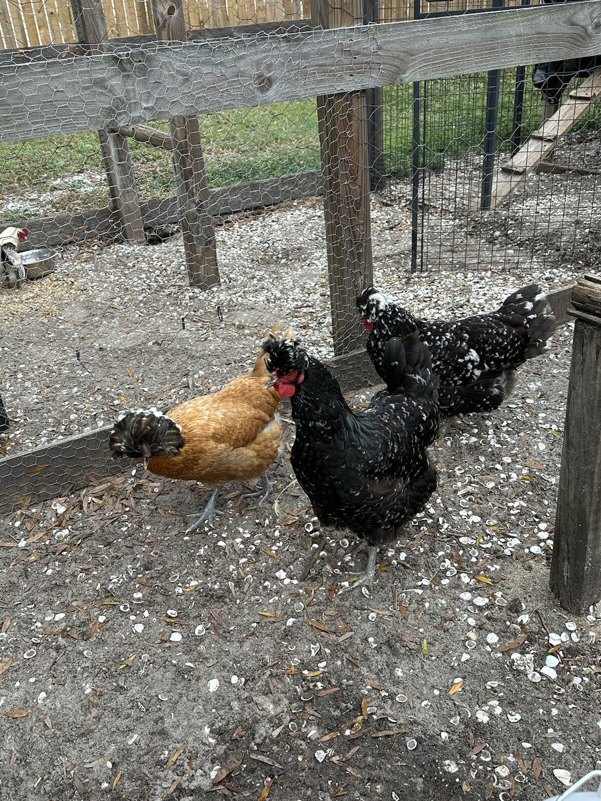 15+ Rare Sanjak Longcrower Chicken Hatching Eggs Large Breed 🎶 Unique Crow 🎶