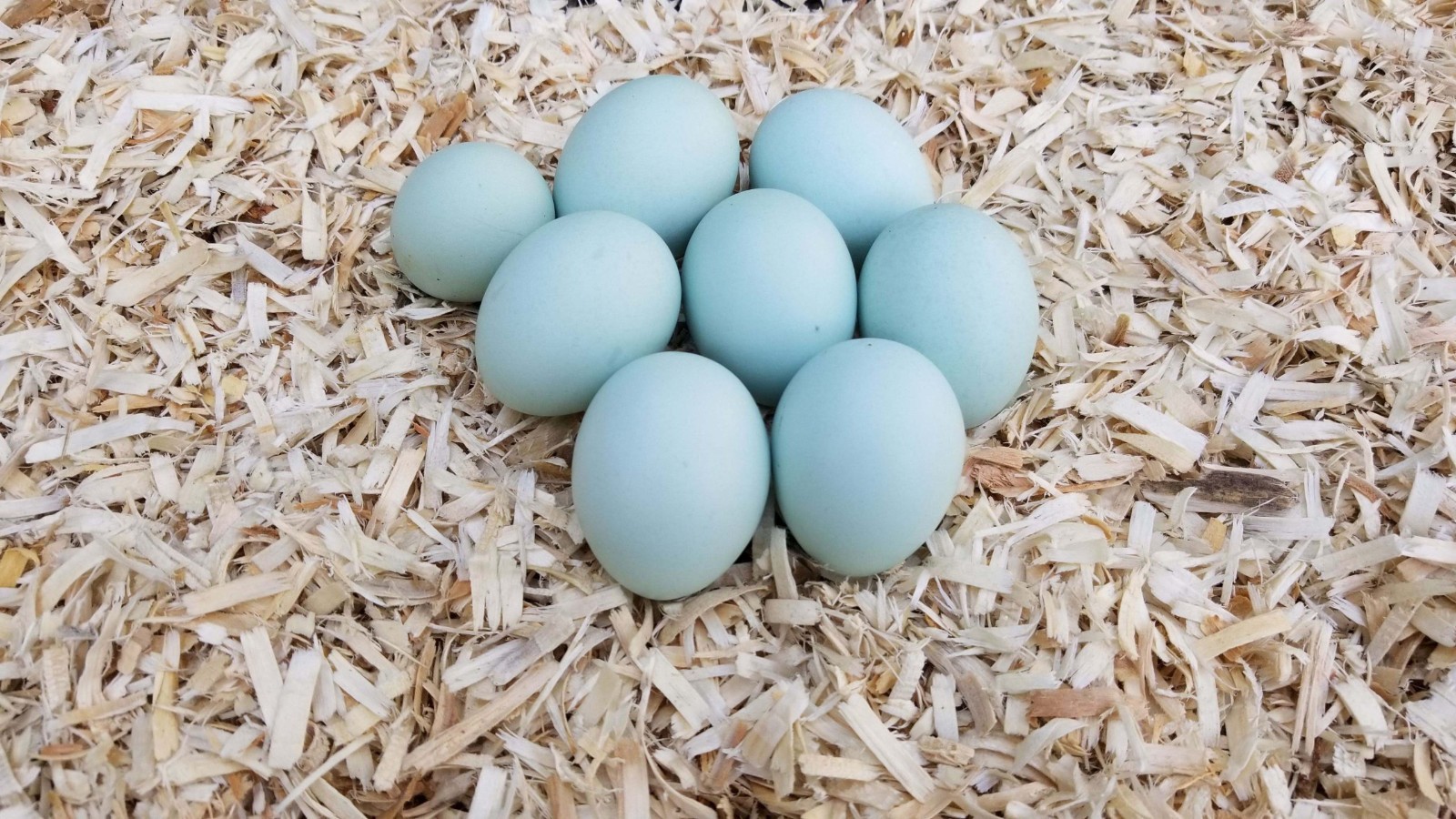 Wheaton/Splash Ameraucana Hatching Eggs 12 NPIP/AI Clean