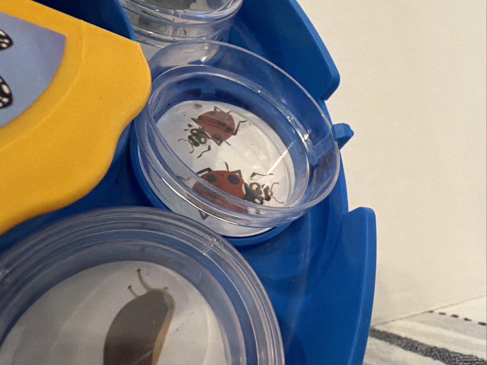 PBS Wild Kratts Bug Viewing Kit