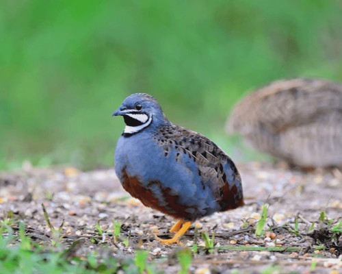 30 BUTTON QUAIL EGGS choose from 12+ colors ships USPS PRIORITY PLEASE READ ALL