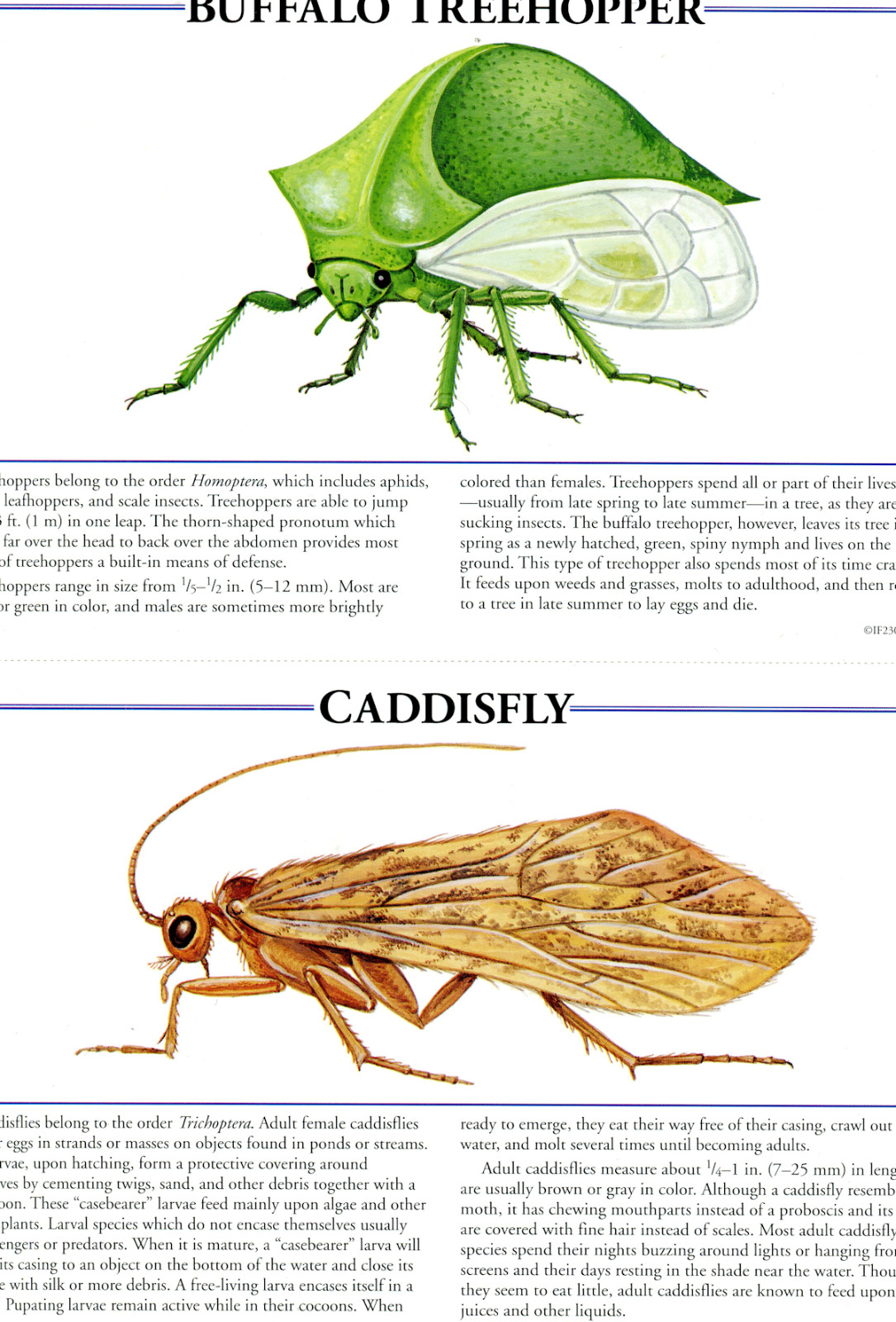 Buffalo Treehopper Caddisfly Illustration Color Print Poster Bug Insect Picture