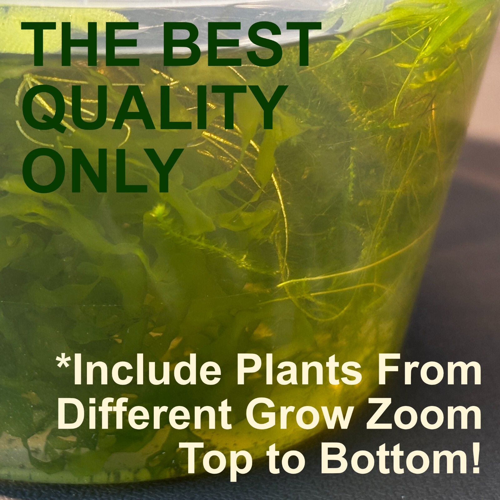 Premium Assorted Shrimp Plant Pack - Live Aquarium Plants7+ Beginner Friendly