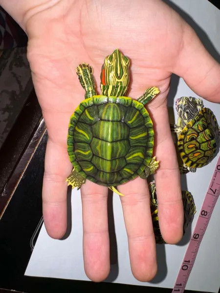 Bandai Turtle Gachapon from Japan