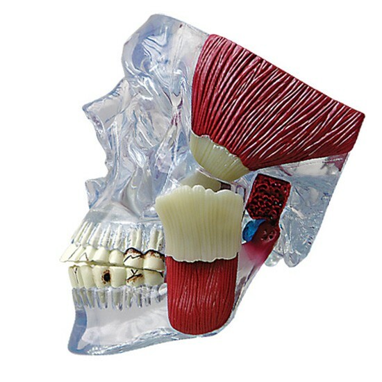 TMJ - Temporomandibular Joint Anatomical Model GPI  LFA #2880  VIDEO Make Offer!