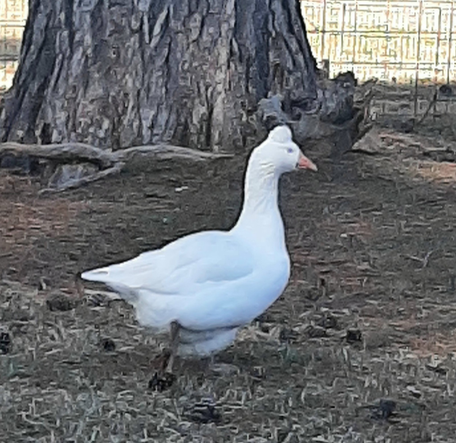 Beautiful Available Now 5 + 1 Extra Fancy Geese Hatching Eggs