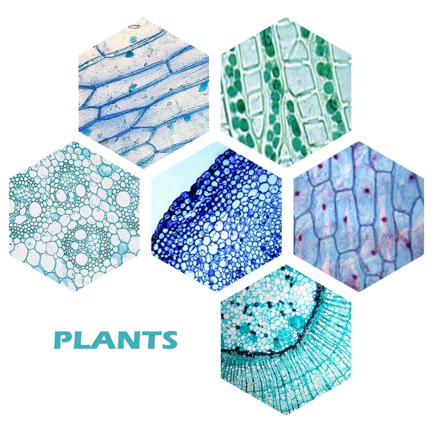 200 Microscope Slides Set with Labels
