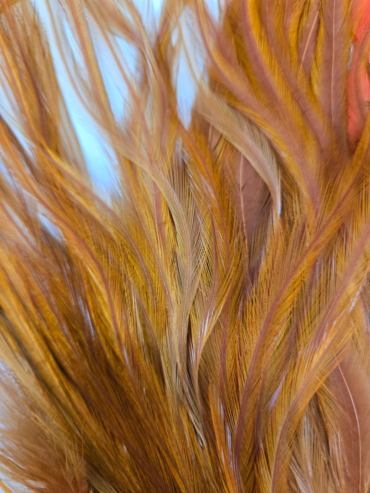 LG 1/2 Saddle " Brown " Perfect Bomber long Feathers