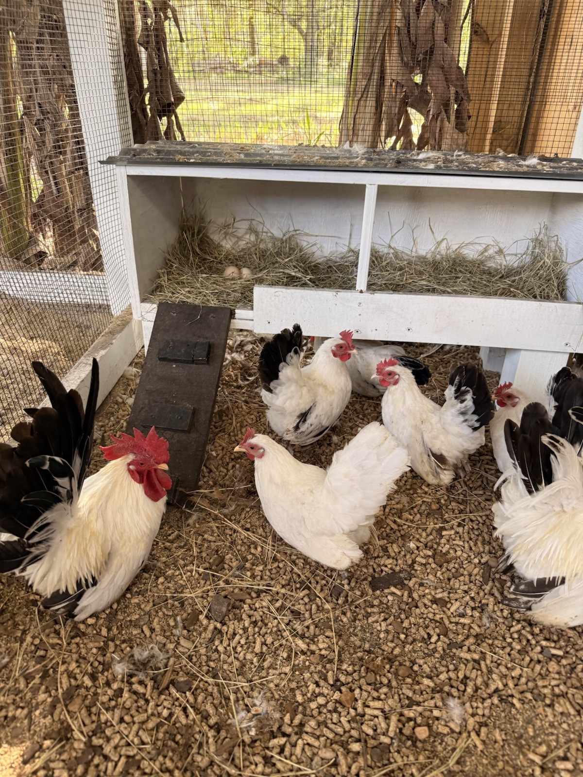 8 Japanese bantam hatching eggs