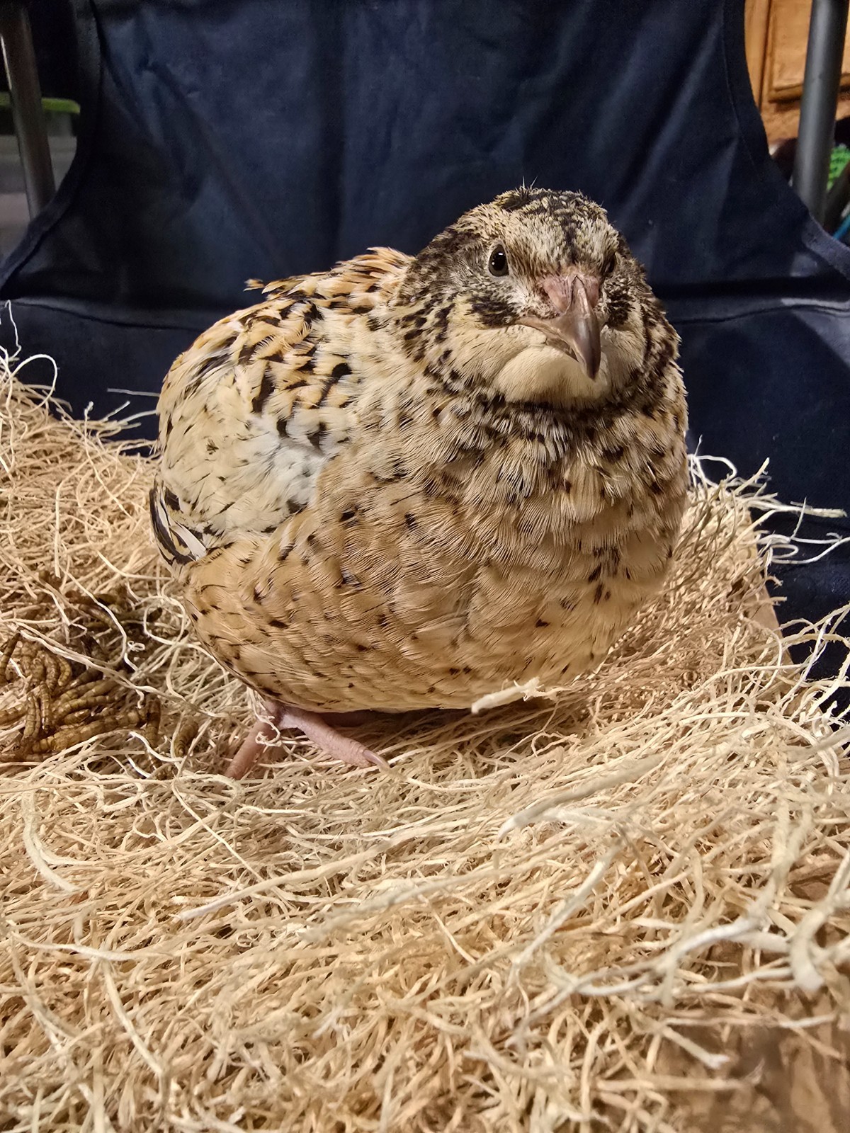 Jumbo Pansy Rotkopf Coturnix Quail Hatching Eggs
