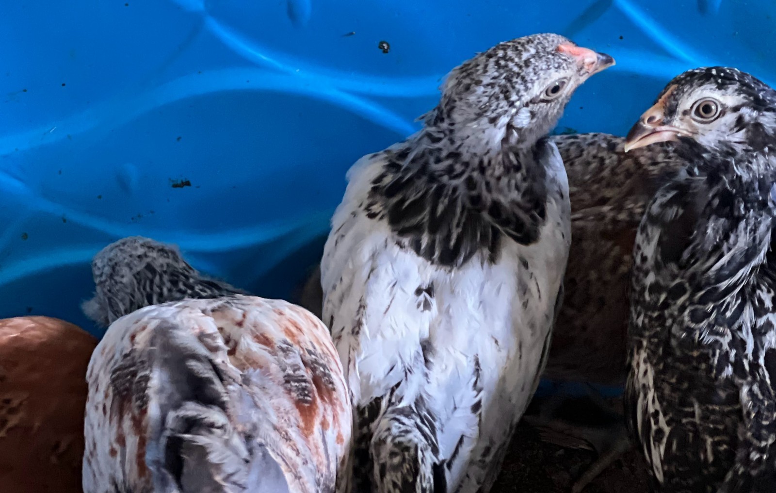 12+ Barnyard Mix Hatching Eggs 🥚