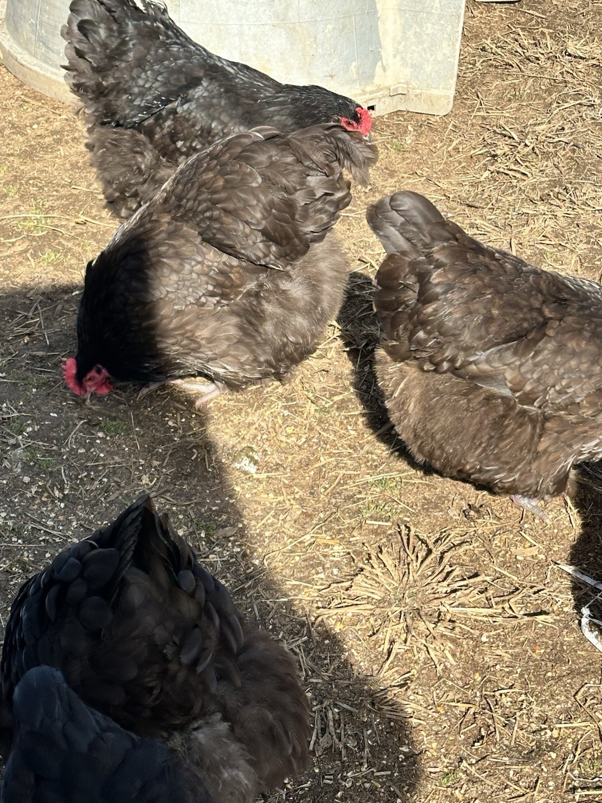 English Chocolate Orpington Hatching Eggs 12+