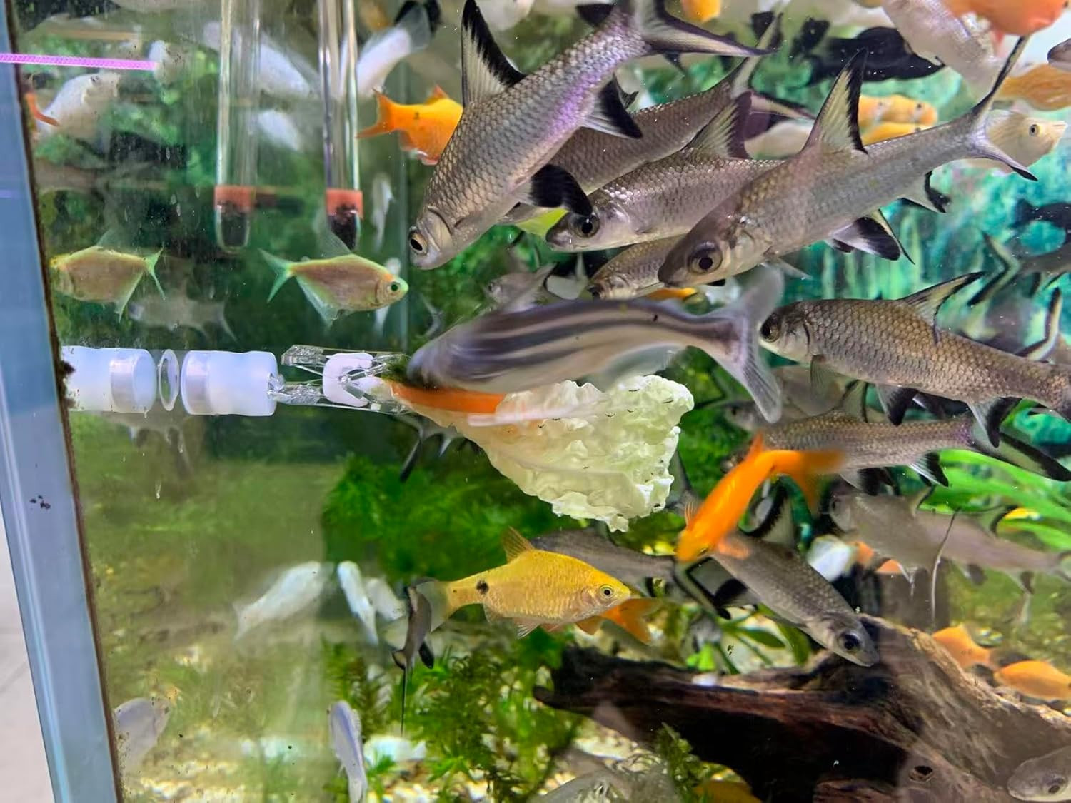 Waterproof Magnetic Seaweed Clip for Saltwater Fish Feeding Nori Clip Aquariums