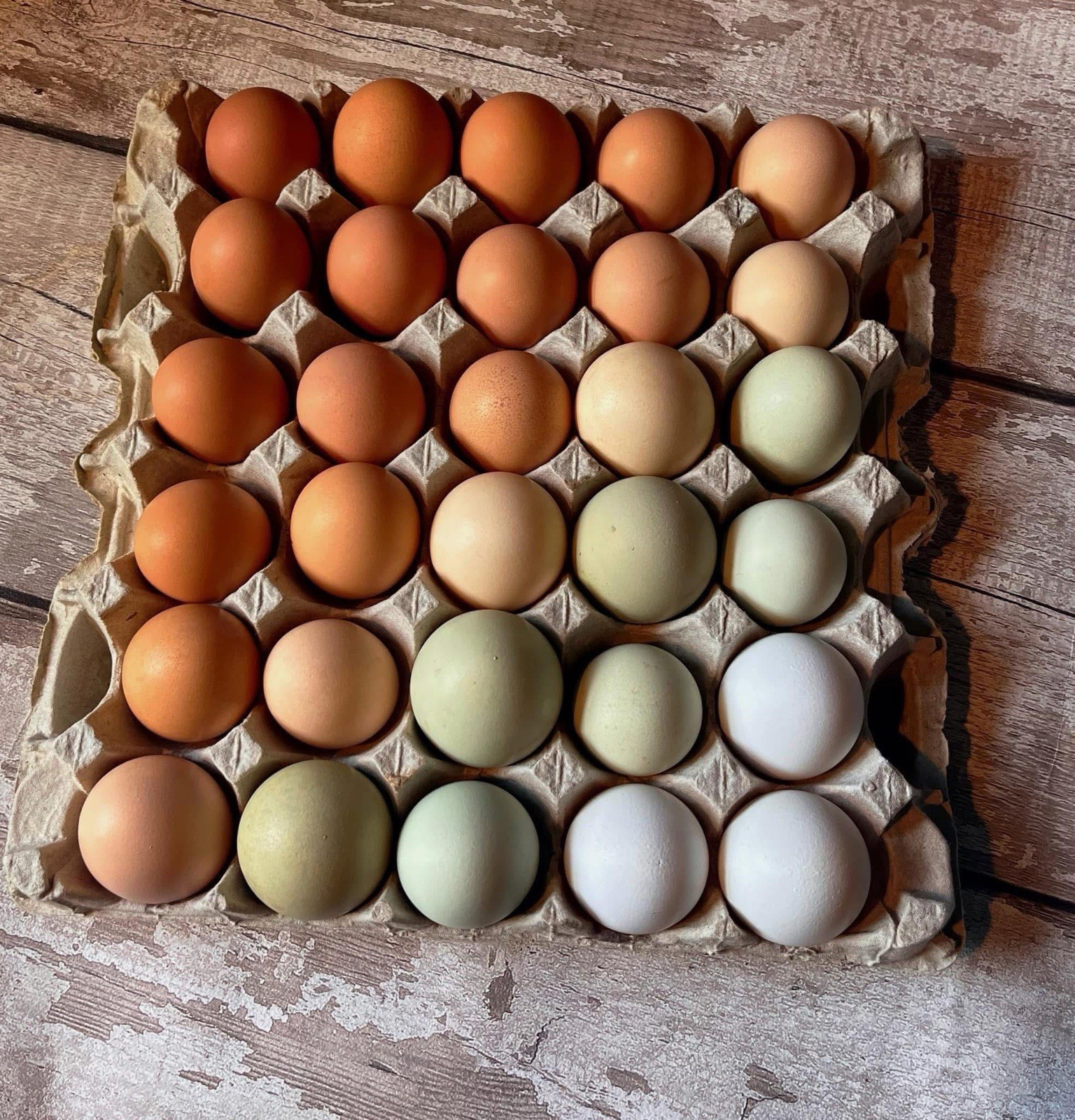 1doz.++ Assorted Species Fertile Hatching Eggs Turkey/chicken/duck