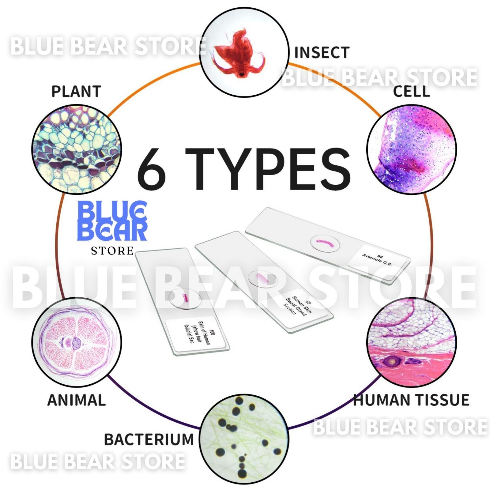 Prepared Microscope Slides Specimens Plant Insect Animal for Student Education