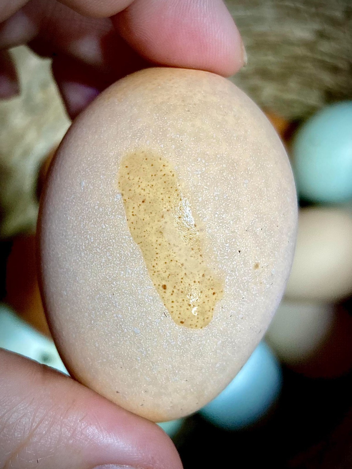 Rainbow Chicken Hatching Eggs🌈