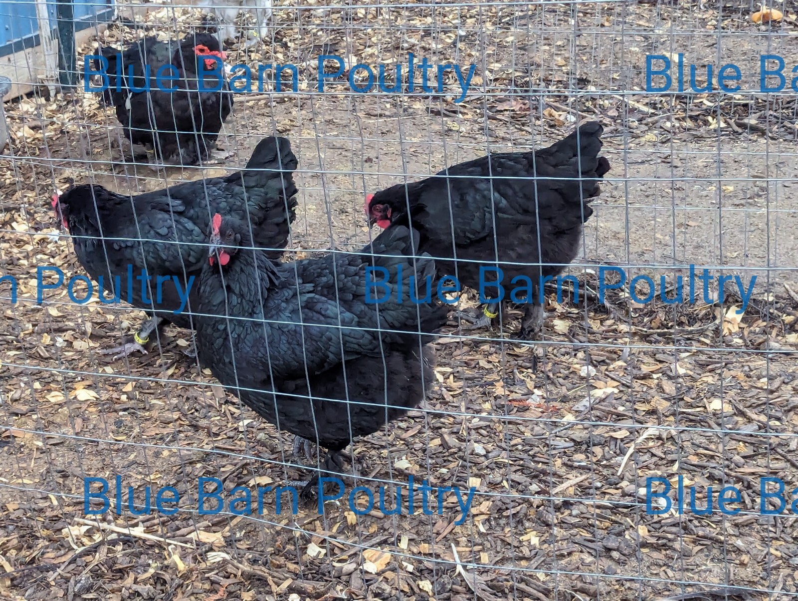 6 Solid Black Marans Chicken Hatching Eggs. Purebred. NPIP.