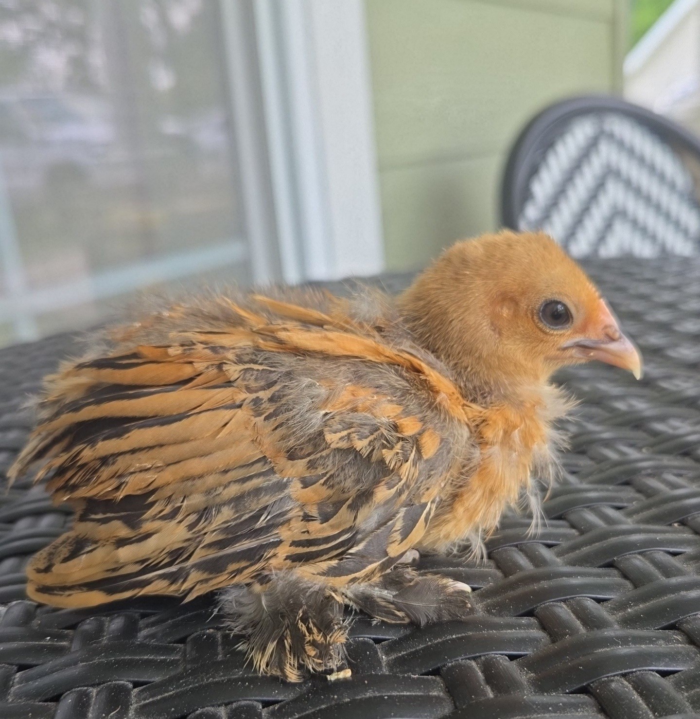 Booted Mille Fleúr Serama Hatching Eggs (6) NPIP Certified