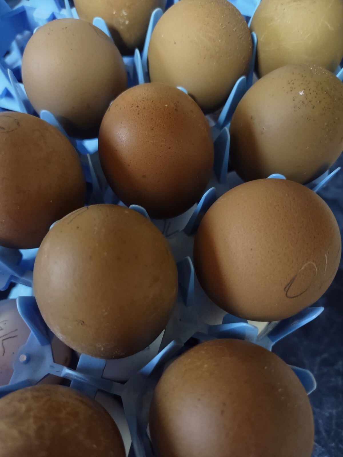 Rainbow Mix Assorted Hatching Eggs(10+) NPIP/A1 Certified